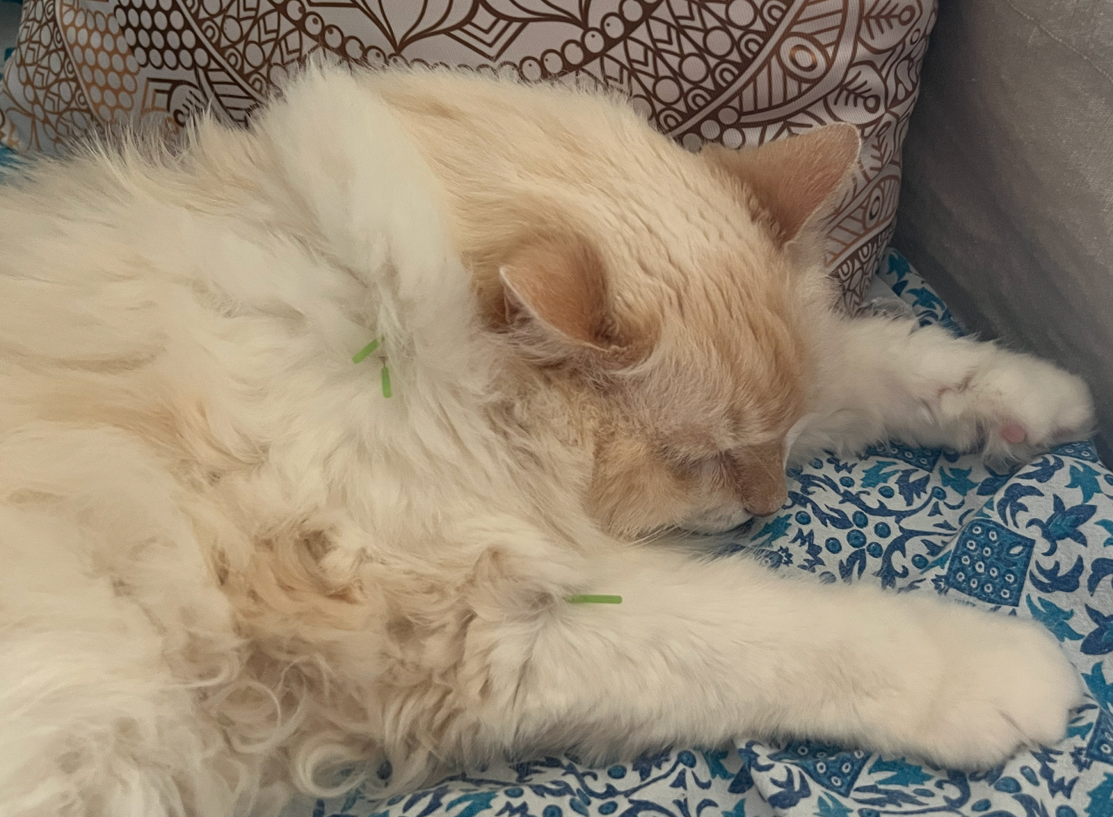 Paciente gato en consulta