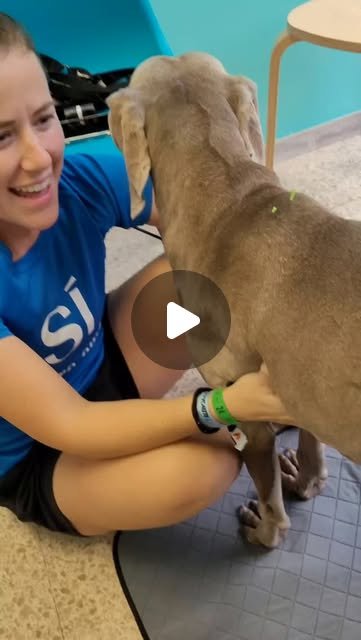 Fletxa durante una sesión de acupuntura veterinaria con Gemma Hervàs