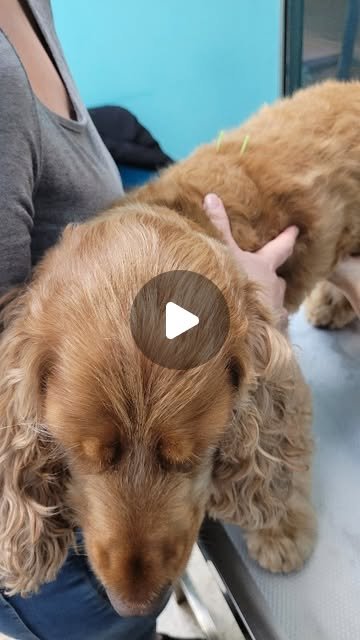 Kira durante una sesión de acupuntura veterinaria