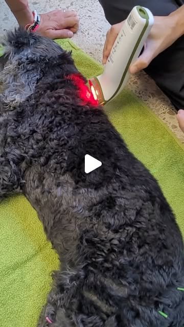Perro durante una sesión de acupuntura veterinaria en Barcelona